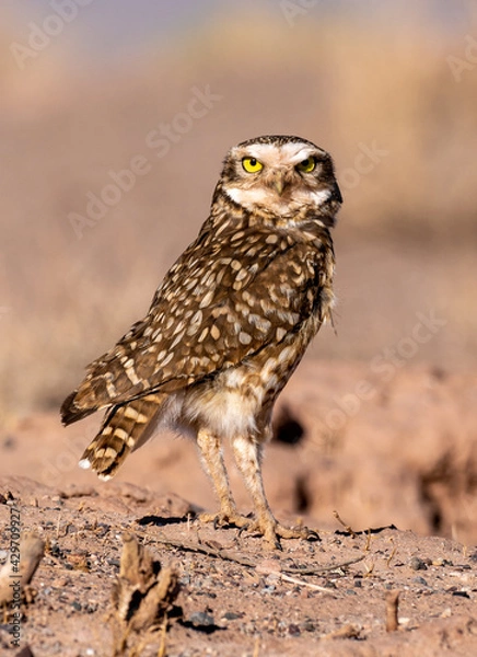 Fototapeta The burrowing Owl they are birds of twilight habits. They nest on the ground and live in colonies of families of up to 4 individuals