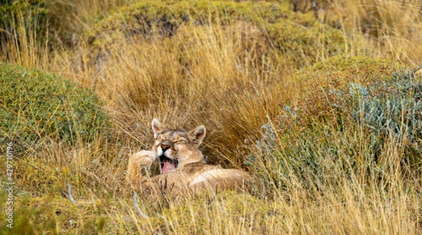 Fototapeta lazy puma waking up from his nap after breakfast