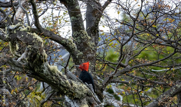 Fototapeta Magellanic Woodpecker is the biggest woodpecker in the world. You can hear the sound of his drumming or pecking from miles away. This one is a male. You can notice it for the red of the head.