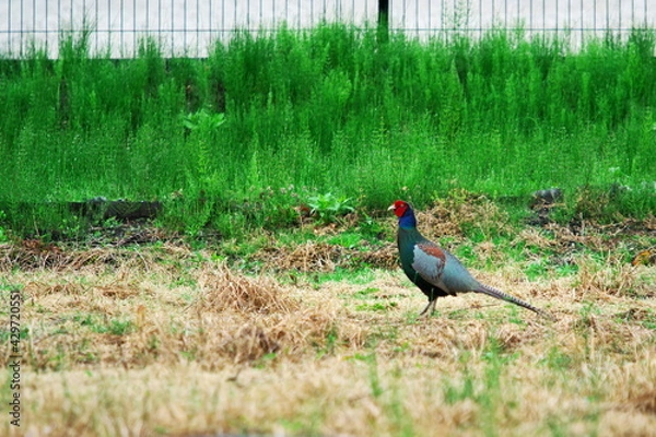 Obraz 繁殖期に入った雄雉