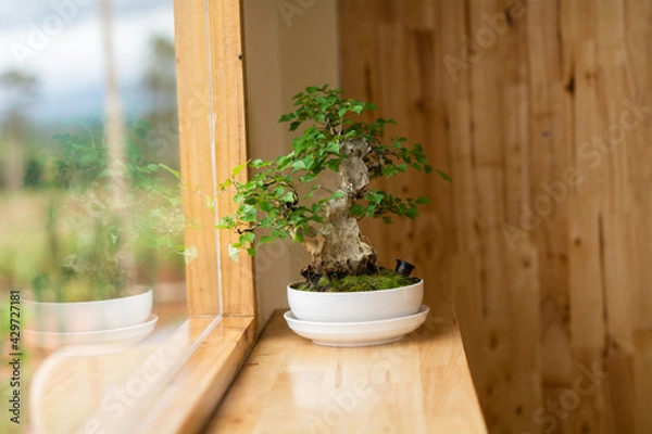 Fototapeta Small tree in the restaurant