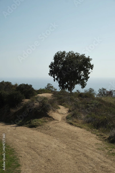 Fototapeta tree on the hill