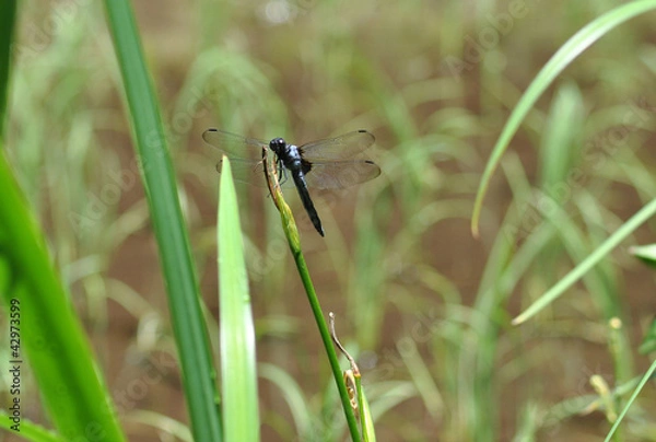 Obraz シオカラトンボ