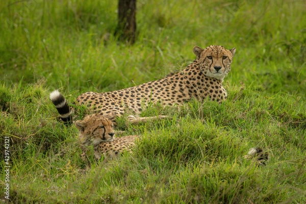 Obraz Cheetah lies by cub on grassy mound