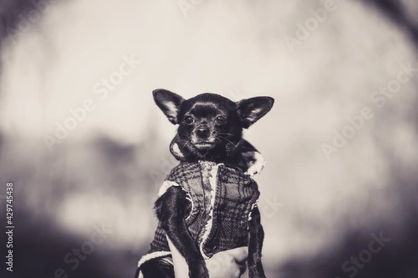 Obraz black and white dog