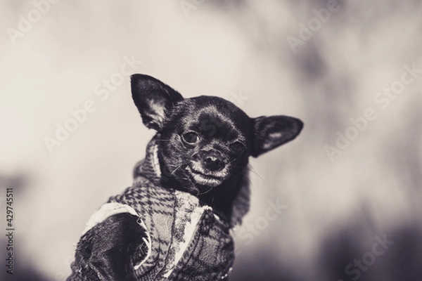 Fototapeta chihuahua in front of a background