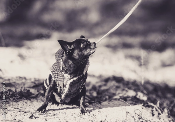 Obraz black and white dog