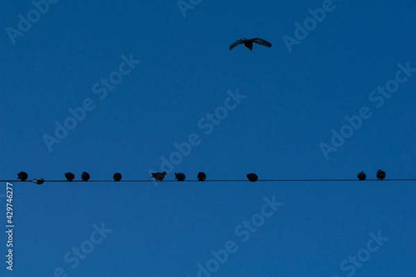 Fototapeta 電線に集まる鳩