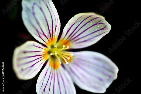 Obraz flower on black