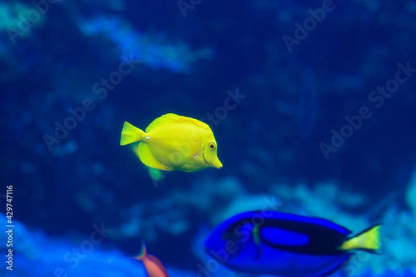 Obraz yellow tang fish