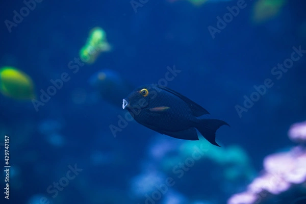 Obraz fish in aquarium