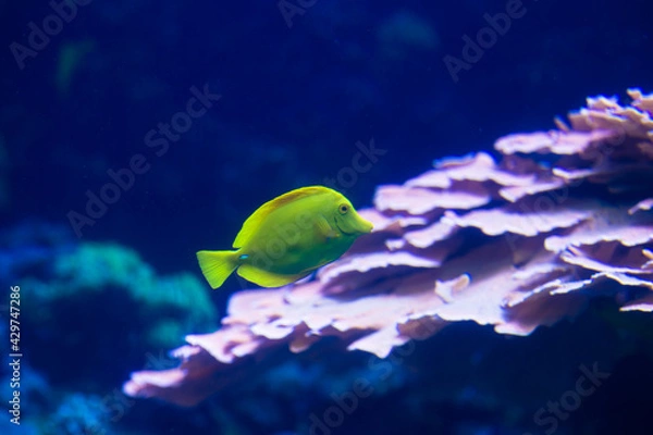 Obraz fish in aquarium