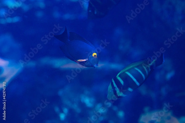 Obraz fish in aquarium