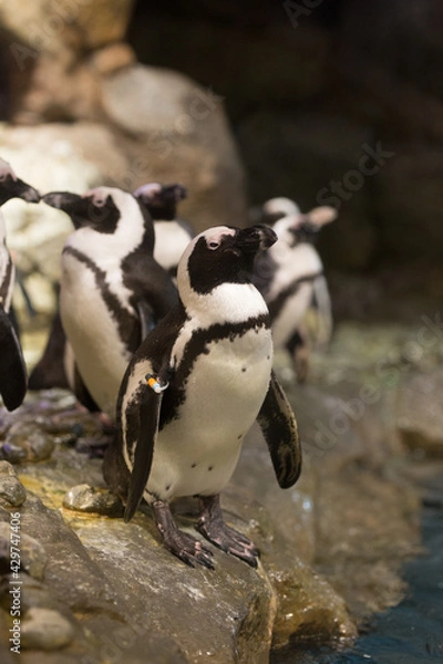 Obraz penguin on the rocks