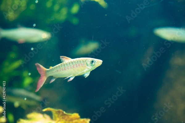 Obraz fish in aquarium