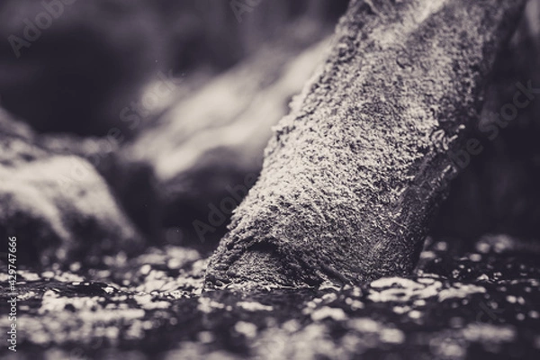 Obraz Moss covered log in river