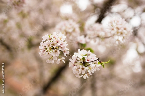 Fototapeta tree blossom
