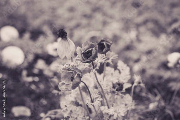 Obraz white flower on the ground