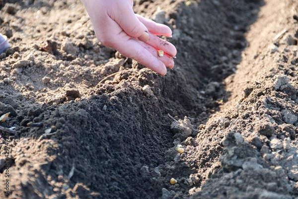 Fototapeta Hand growing seeds of vegetable on sowing soil at garden metaphor gardening, agriculture concept