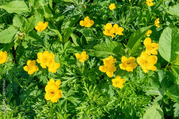 Obraz シナノキンバイ