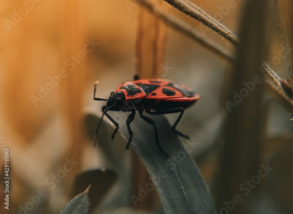 Fototapeta Orange bug on a branch