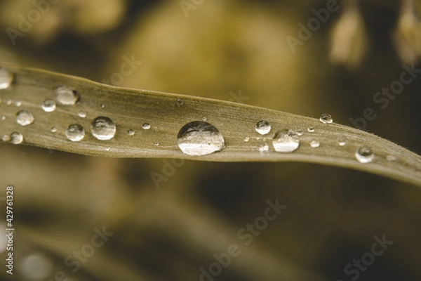 Fototapeta Leaf with water splashes on it