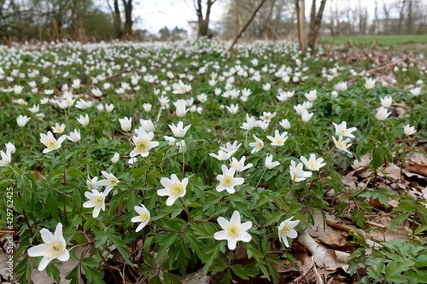 Obraz Buschwindröschen