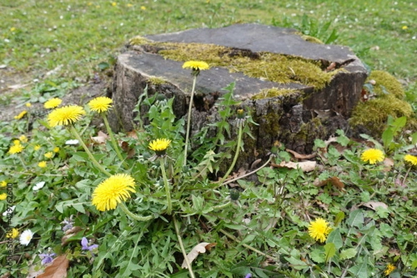 Obraz Löwenzahn vor Baumstumpf