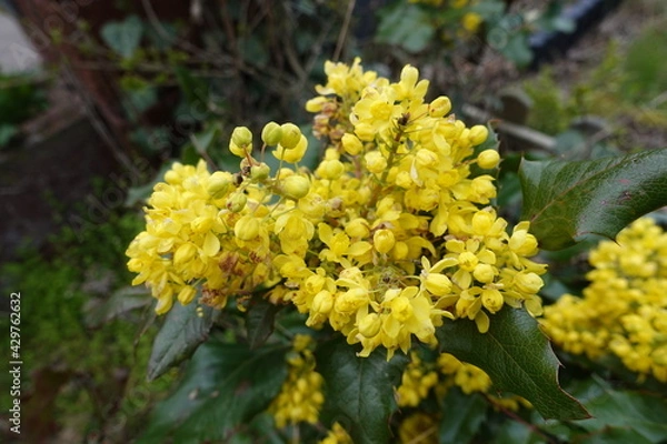 Obraz Wachholder-Blüte