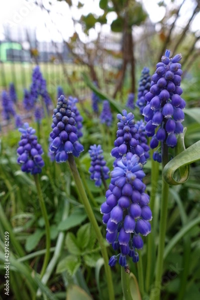 Obraz Traubenhyazinthe