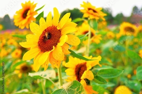 Obraz Insects are sucking pollen on flower