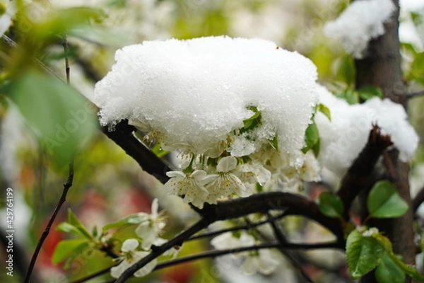 Obraz Branches with fresh flowers under the cover of melting snow.