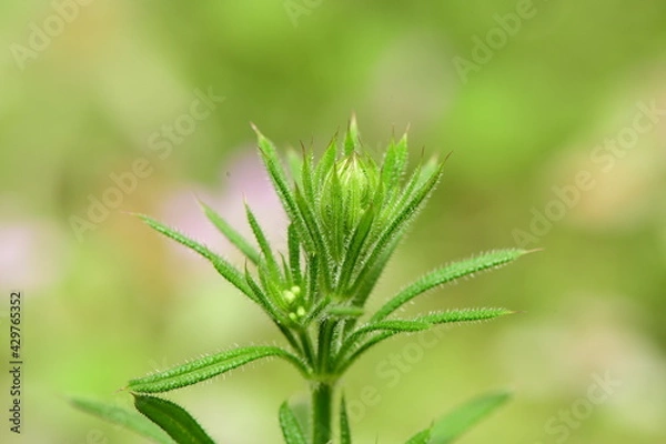 Obraz macro shot of lıttle ınsects