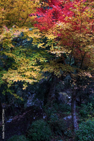 Fototapeta 紅葉　秋のイメージ