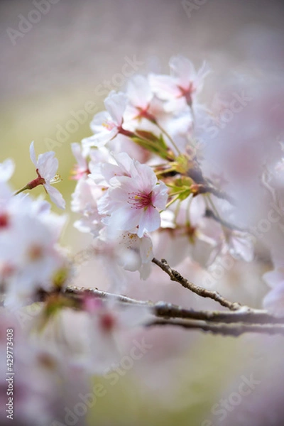 Fototapeta 桜の花　春のイメージ