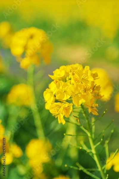 Fototapeta 春のお花畑で見つけた花