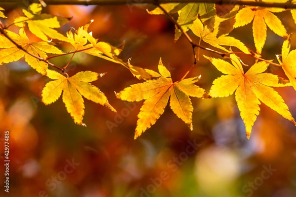 Fototapeta 紅葉　秋のイメージ