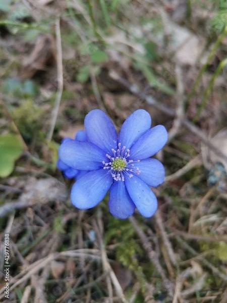 Fototapeta Anemone hepatica