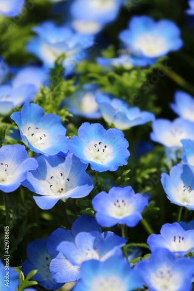 Obraz ネモフィラ