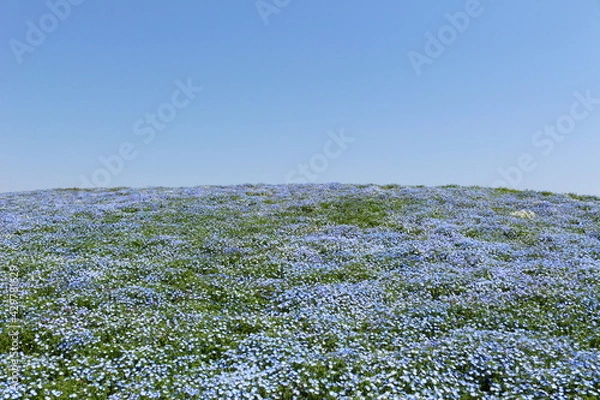 Obraz ネモフィラと空