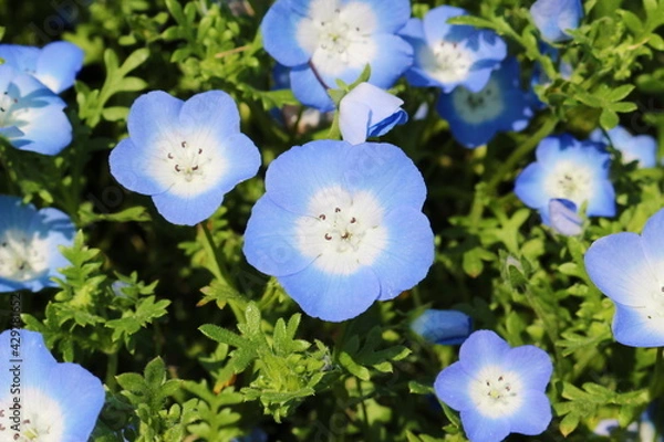 Obraz ネモフィラ