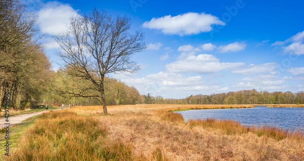 Fototapeta Panorama of a tree at the lake in Duurswouderheide