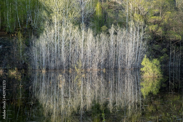 Fototapeta High water in spring. Flooded trees and bushes in the water. Reflection.