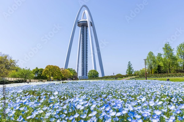 Obraz 愛知県一宮市 国営木曽三川公園　138タワーパーク ツインアーチ138と青いネモフィラ