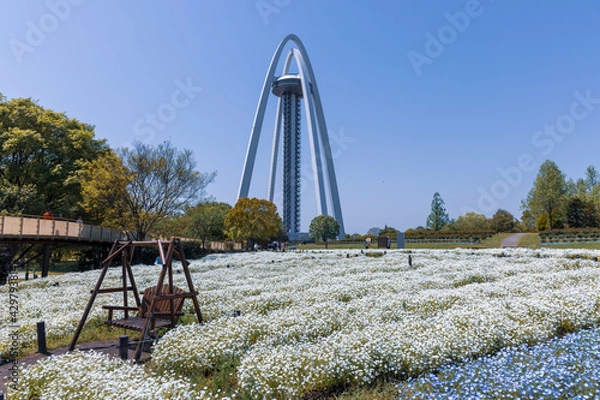 Obraz 愛知県一宮市 国営木曽三川公園　138タワーパーク 　白いネモフィラとツインアーチ138