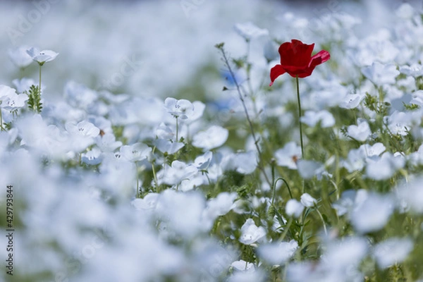 Obraz 愛知県一宮市　138タワーパーク　ネモフィラ畑に咲く赤いポピー