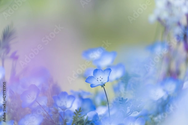 Obraz 愛知県江南市　国営木曽三川公園　フラワーパーク江南　ネモフィラ2