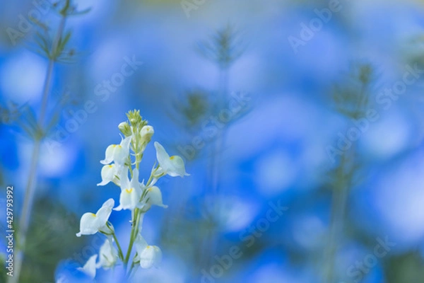 Obraz 愛知県江南市　国営木曽三川公園　フラワーパーク江南　リナリア