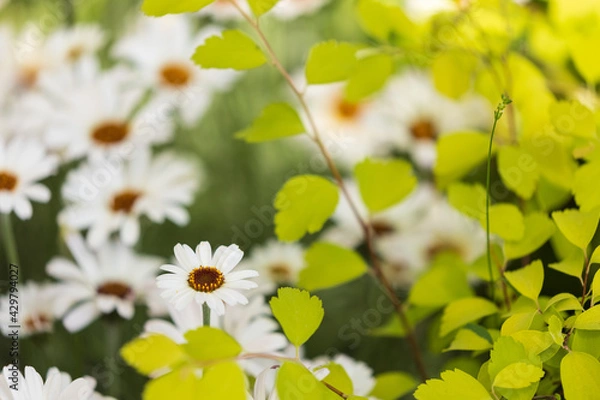 Obraz 愛知県安城市　デンパーク　マーガレット　チェルシーガール