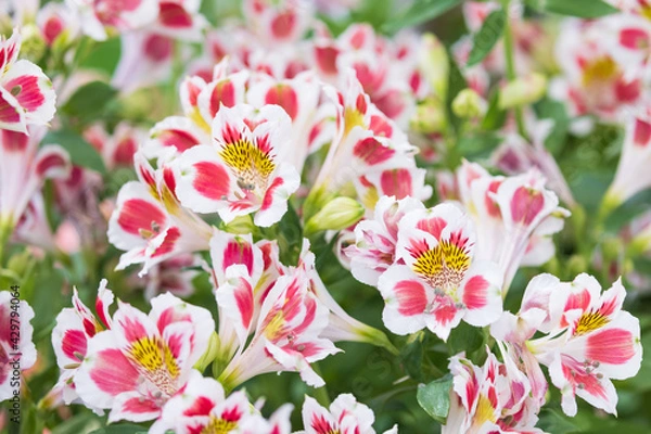 Obraz 白とピンクのアルストロメリア